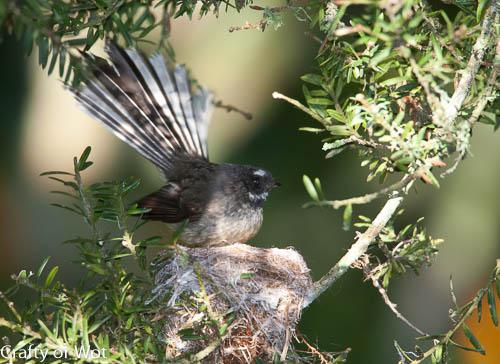 Photo Fantail 2