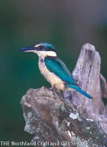 Photo Kingfisher