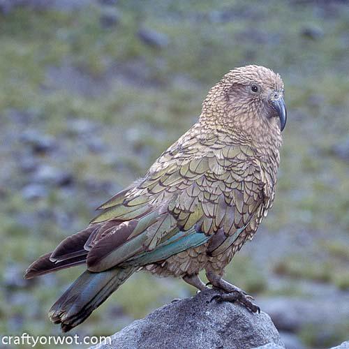 Glass Coasters Kea