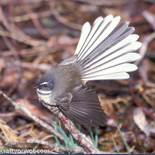 Glass Coasters Fantail 1