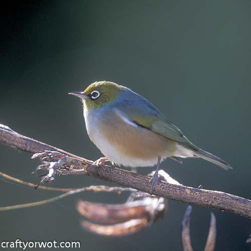 Glass Coasters Waxeye