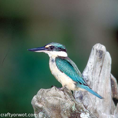 Glass Coasters Kingfisher 3