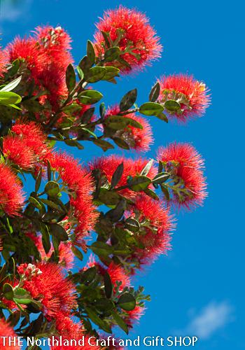 Photo Pohutakawa blossum