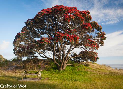 Photo Pohutakawa Tree